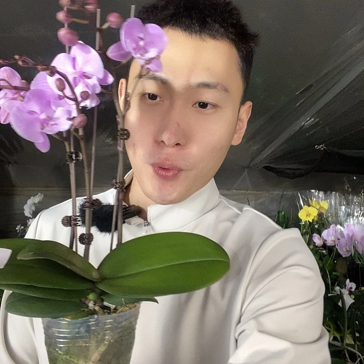 无花朵禹城王子蝴蝶兰