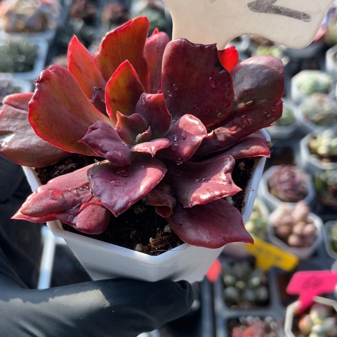 1072钻石锦多肉植物