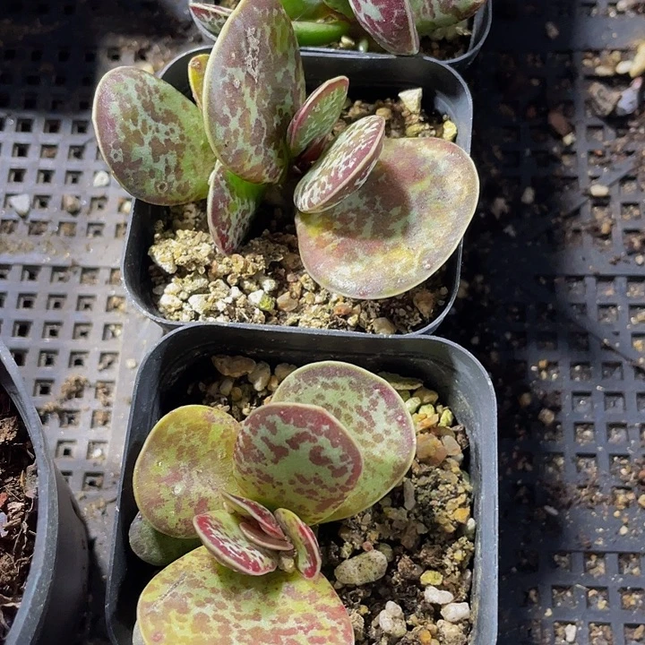 御所锦带盆土发货