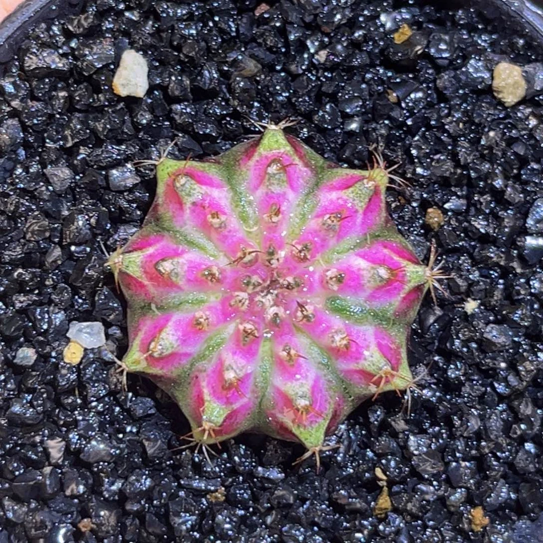 樱花海神 米哈仙人球
