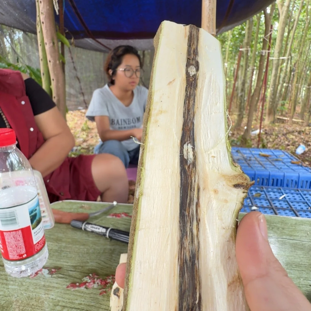 线香奇楠沉香原木