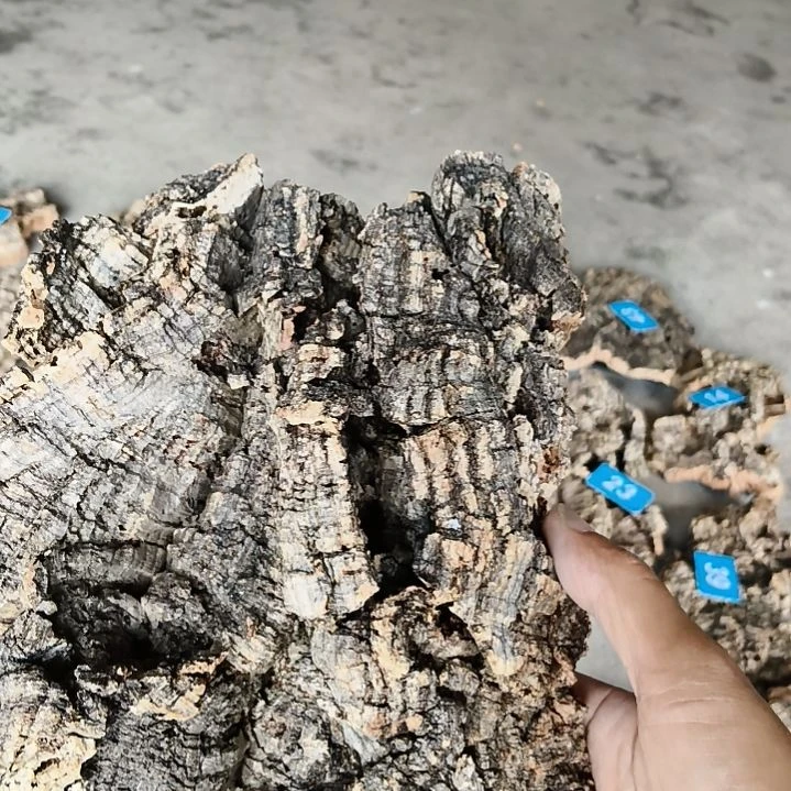 C***H一物一拍一物一发