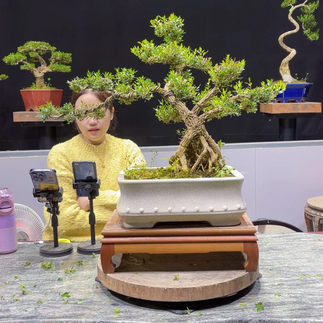 四季常青老桩黄杨盆景