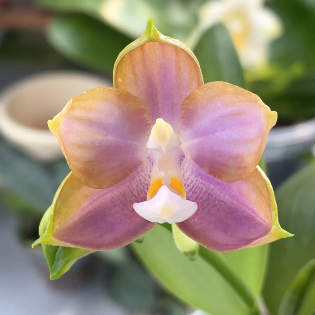 当前无花栽培后可以开花（反射龙2.5抽梗苗一颗