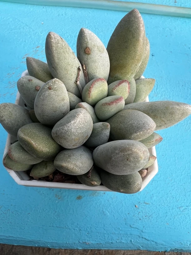 仙桃水泡多肉植物