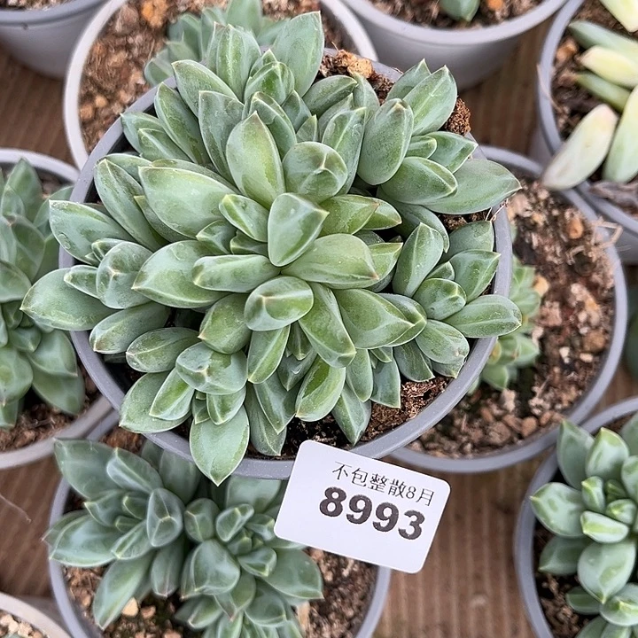 阿雅园艺。         8993幻影美人