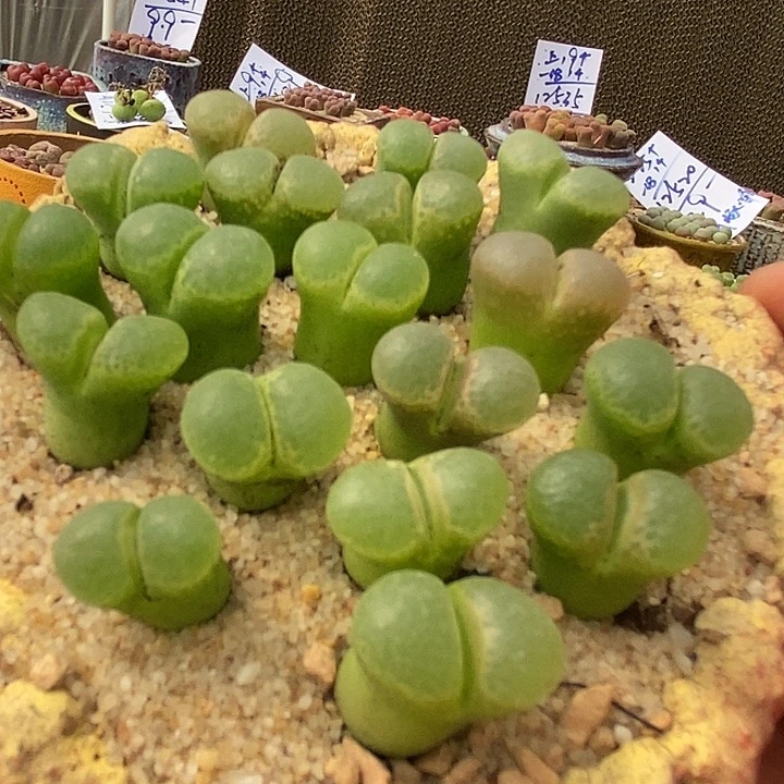单头樱花风铃一颗
