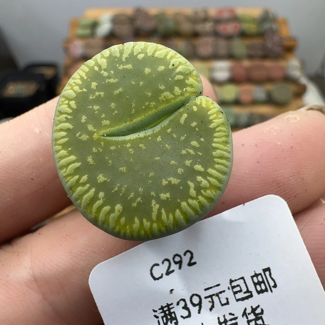 虾***米292多肉哈哈哈哈哈哈
