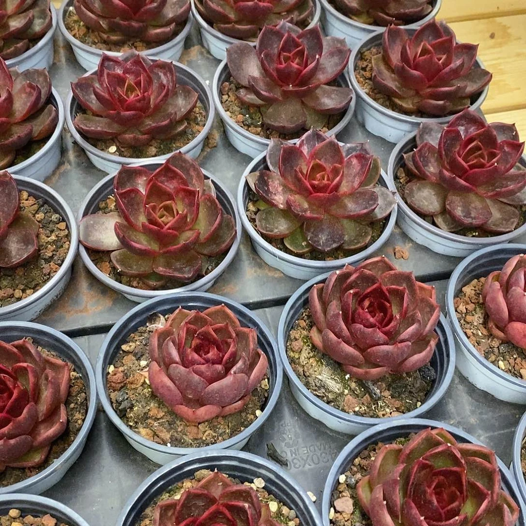 58。血红灯。福利多多