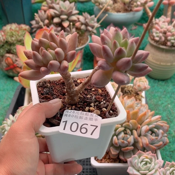 微瑕1067；czcxccvvvfcf