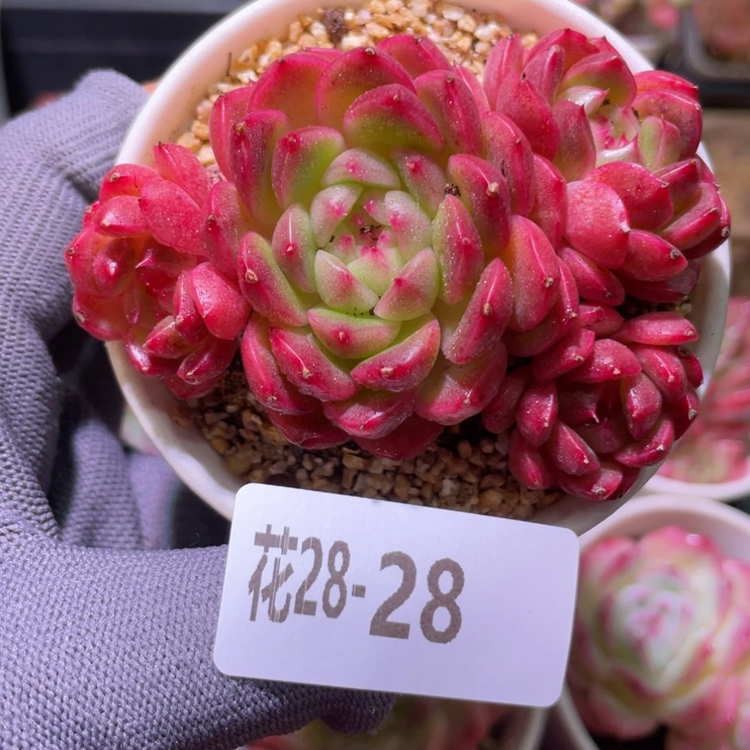 花利美28-28新品
