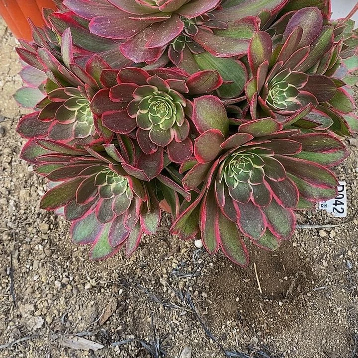 秋*多肉粉花妖004多肉