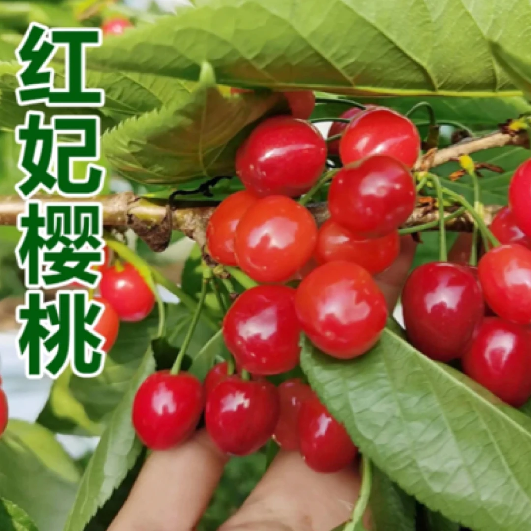 樱桃红妃樱桃树苗果苗四川果树盆栽黑珍珠车厘子樱桃苗水果树苗