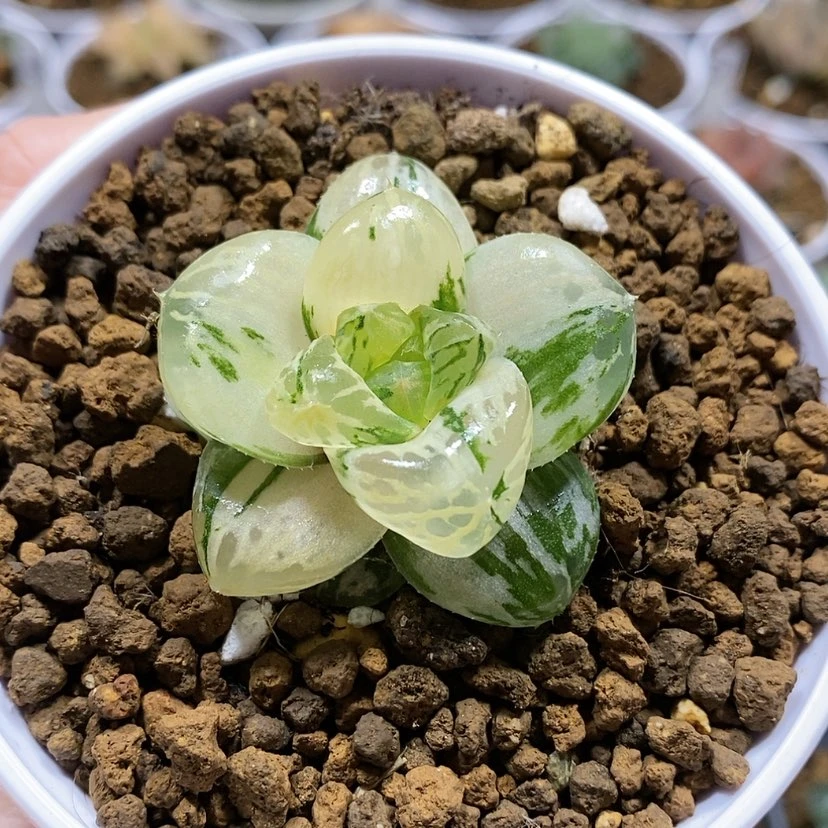 【闪购商品】149玛琳玉露锦