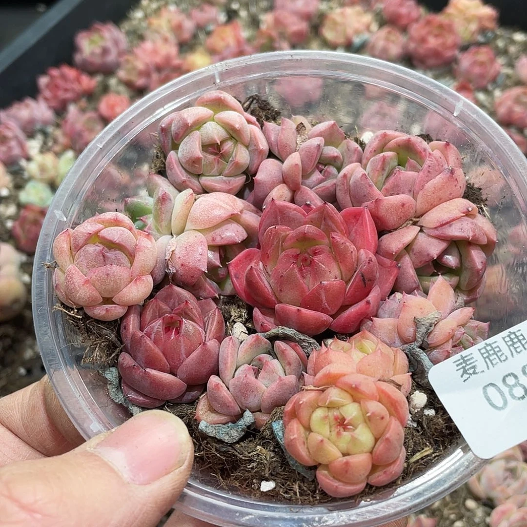 088。 红体夜明珠。