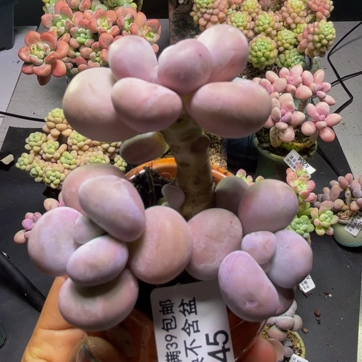芭比奶酪245/6cm多肉