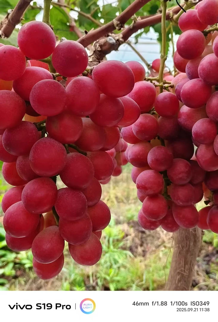 妮娜皇后果王#京东产地直发