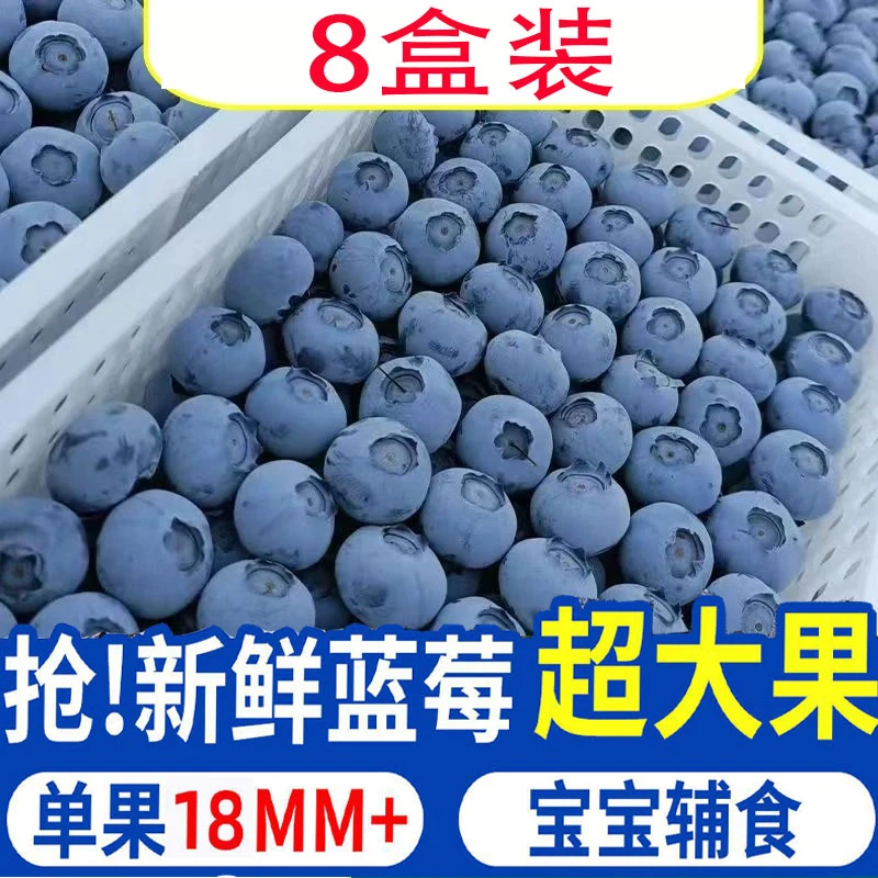 八盒 蓝莓特大果 果径18/20mm 100克/盒   现摘宝宝辅食蓝莓鲜果