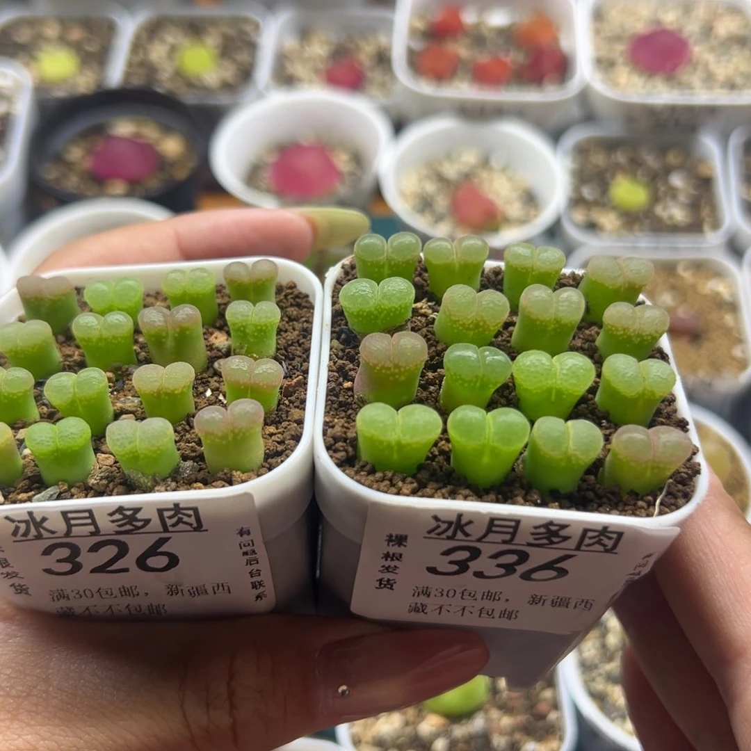 326。336两盆粉樱裸根发货