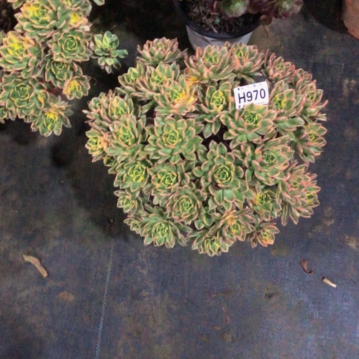 甜茶多肉97000000000