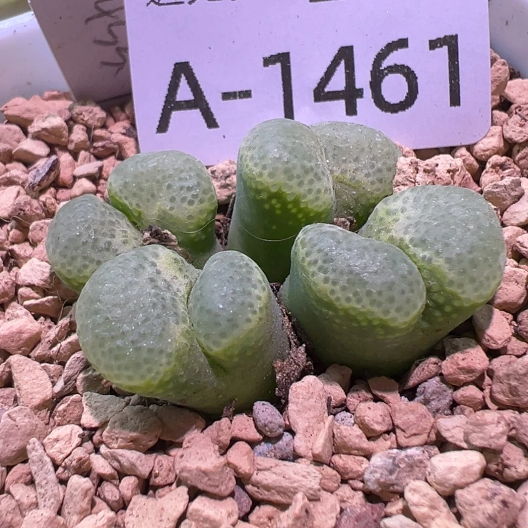 多肉植物11111111111