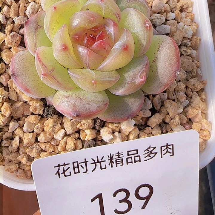 花时光精品多肉139