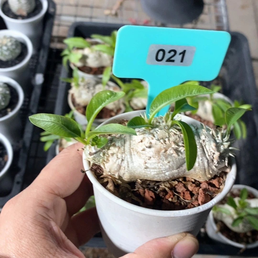 慧比须笑多肉植物