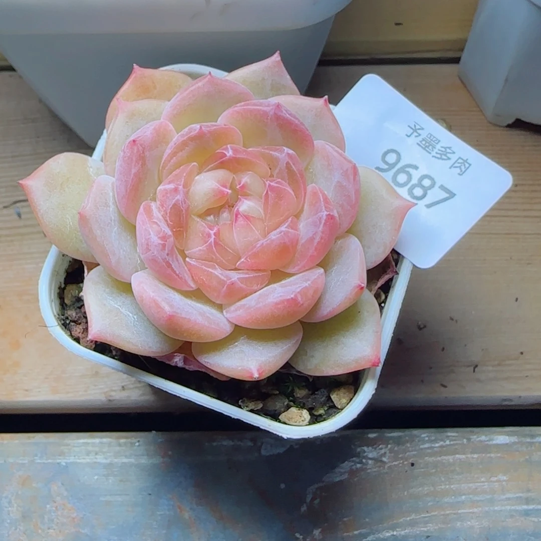 孤品福利，9687多肉植物