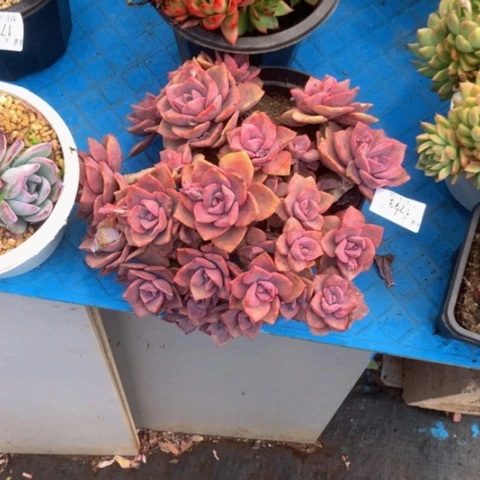 徐****?1793彩虹糖多肉