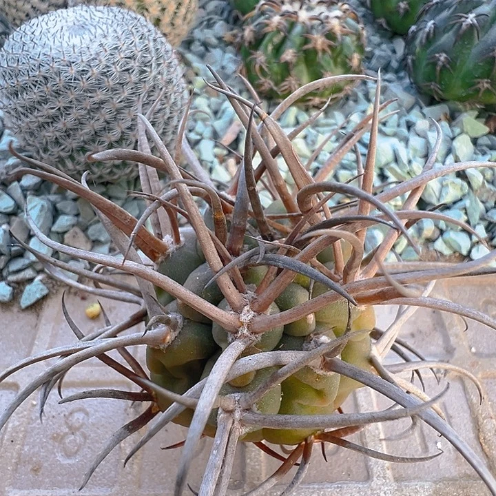 守金摩天龙。苗接落地自根出根芽。