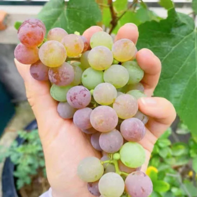 【原盆原土-寒香蜜葡萄苗】懒人葡萄苗寒香蜜葡萄苗早熟无核风味