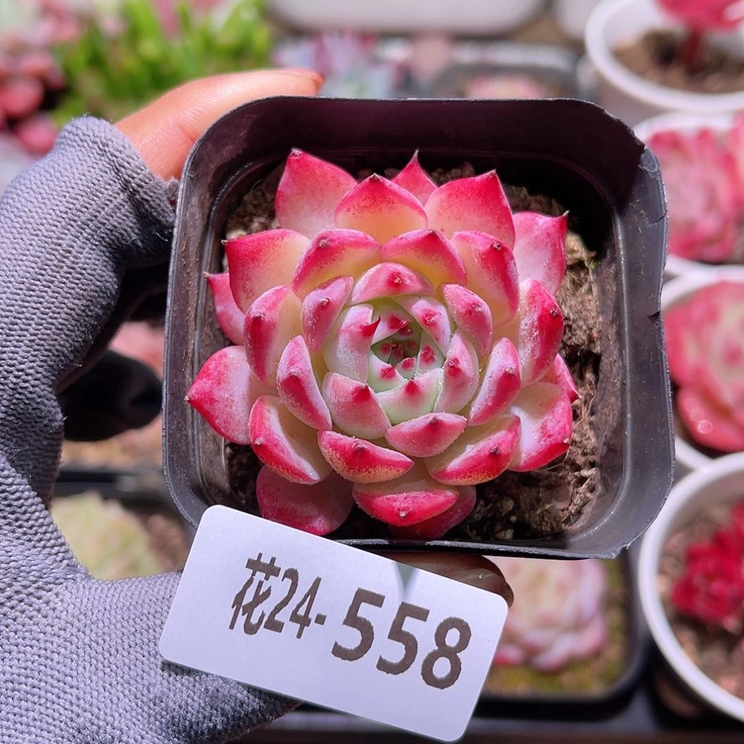 花24-558吉娃娃单头