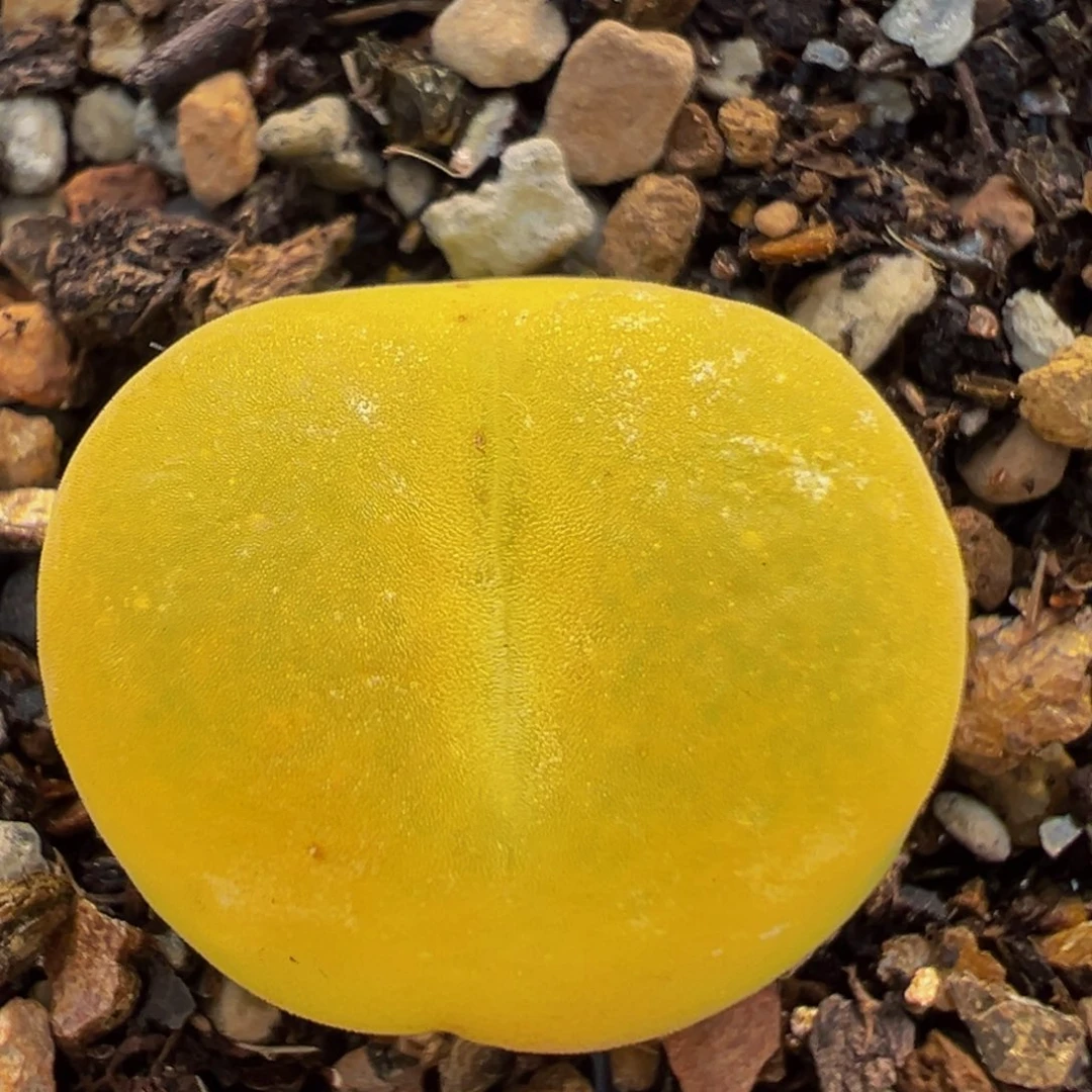 89多肉植物百科植物