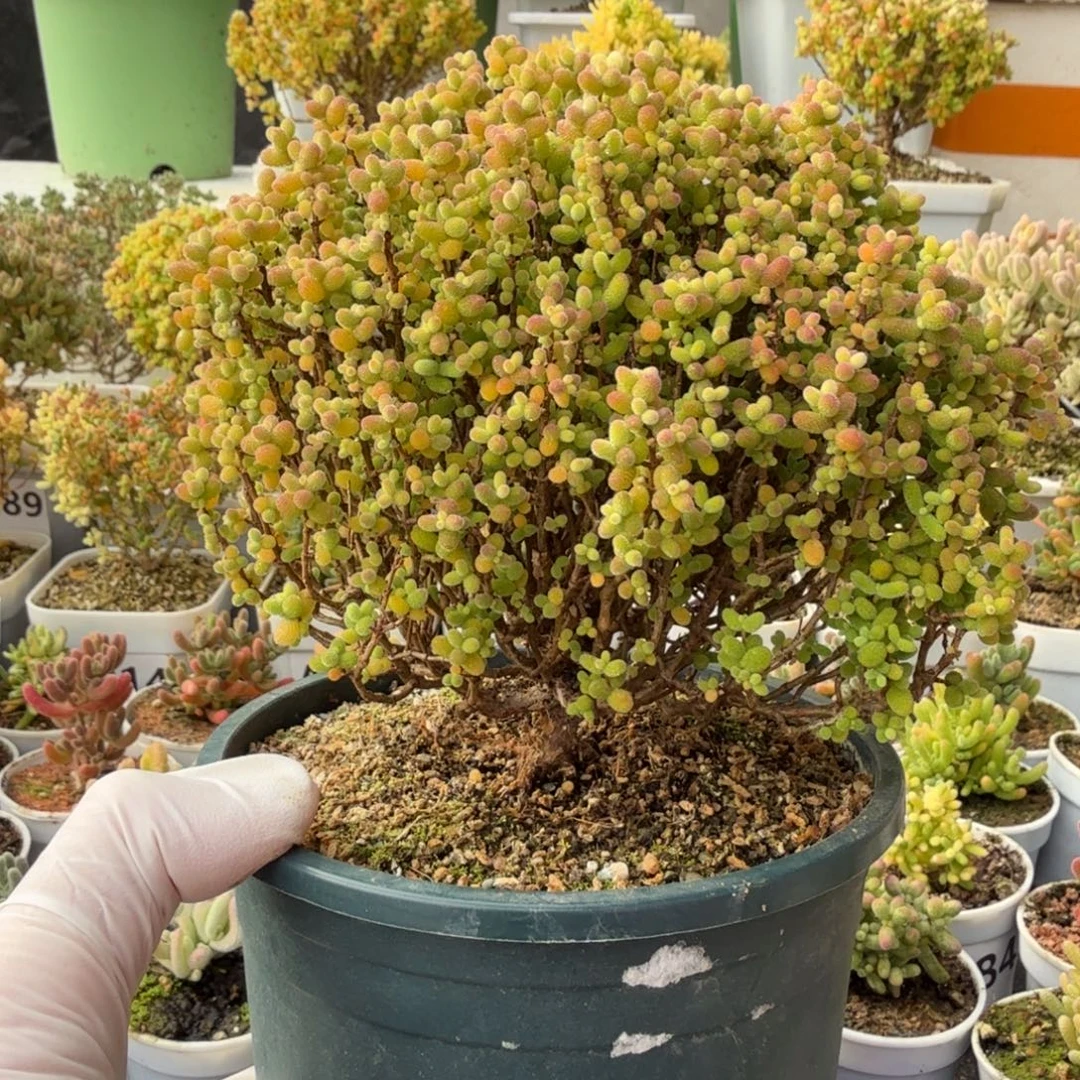 A848金桔糖球尺寸14厘米