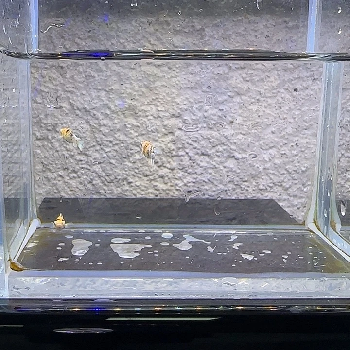 孔雀鱼红头苗子。55号