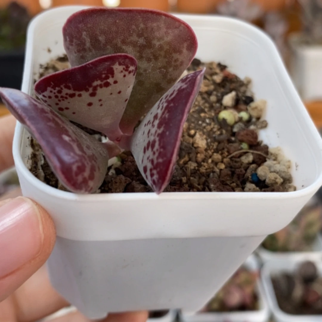 【闪购商品】无花朵爱心