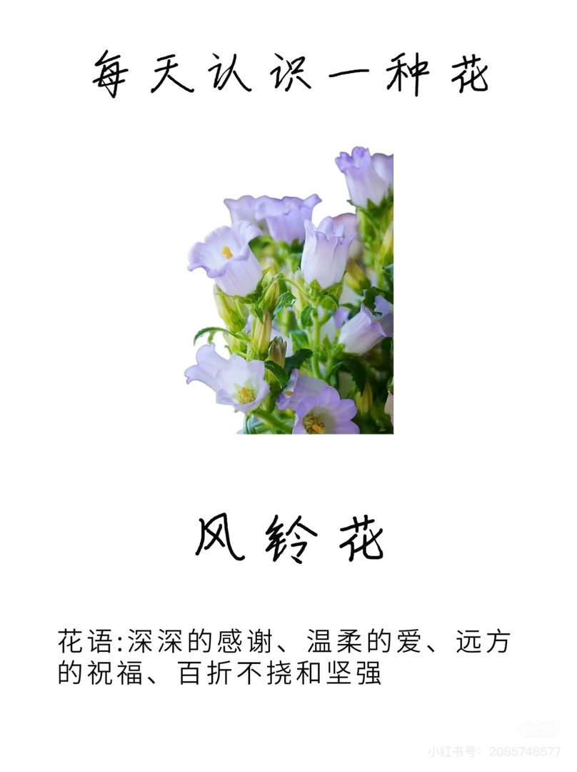 【新疆包邮】风铃花家居生活鲜花