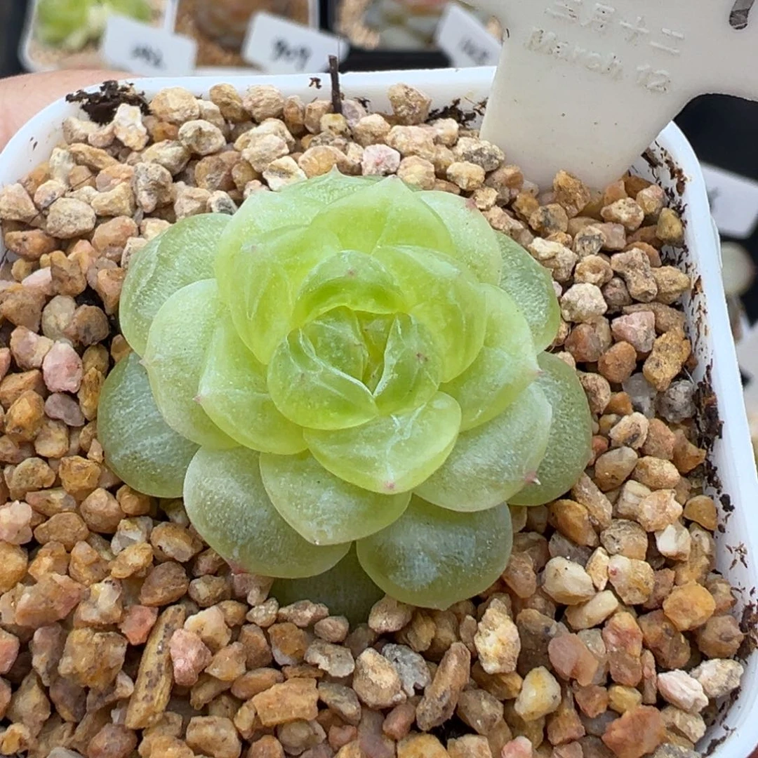 284号白冰 晗雨多肉