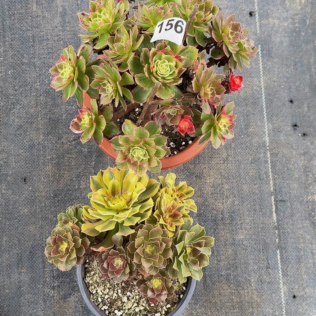 *****156万花筒送香妃两颗