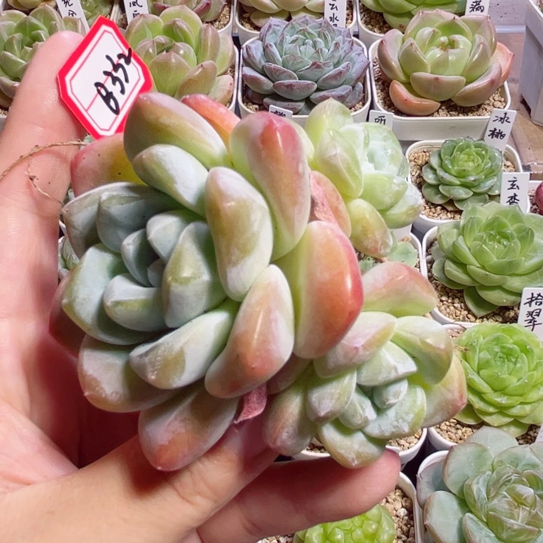 B332一物一拍 冰玉