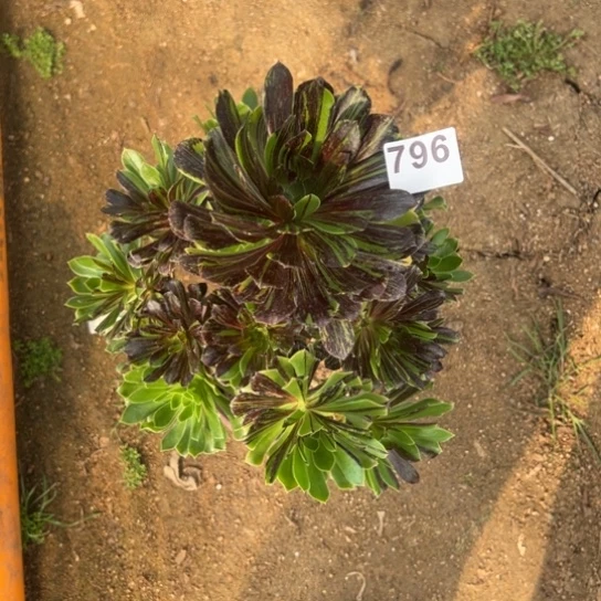 796水墨丹青多肉植物花花