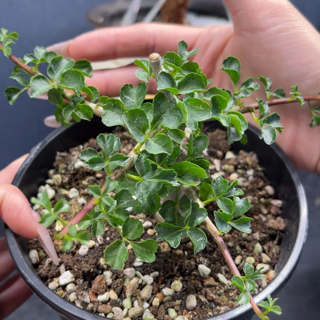 好望角橄榄实生带盆