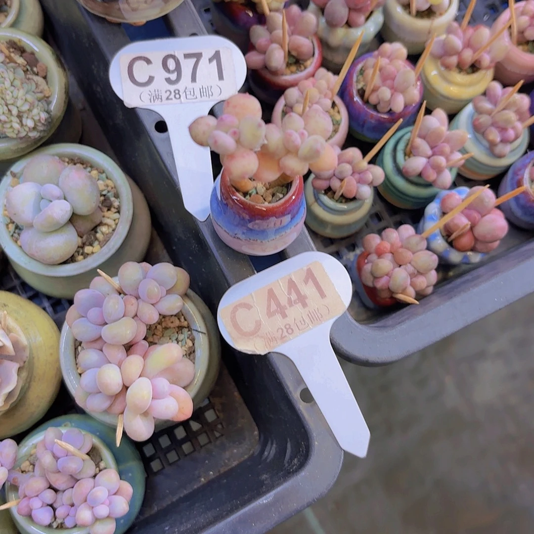 C441萤火虫奶酪一物一拍