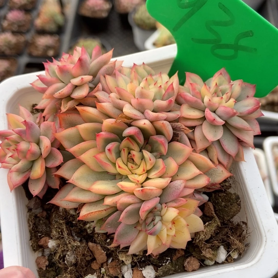 938女雏锦多肉植物