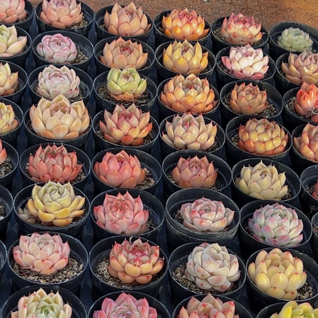 181多肉葡萄的味道是真的很