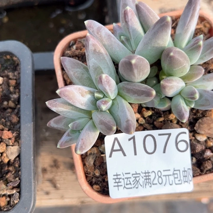 幸运的是我的朋友们都