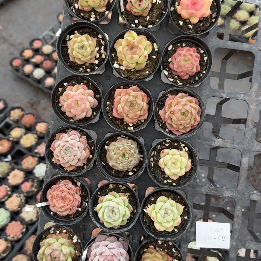 多肉杂交爱奥一物一拍18-48