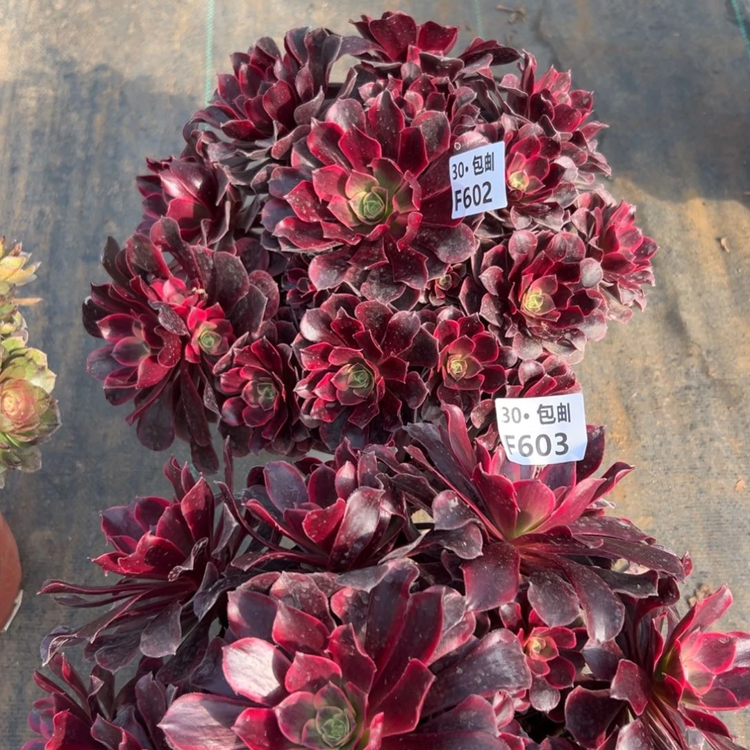 2颗凤冠多肉法师