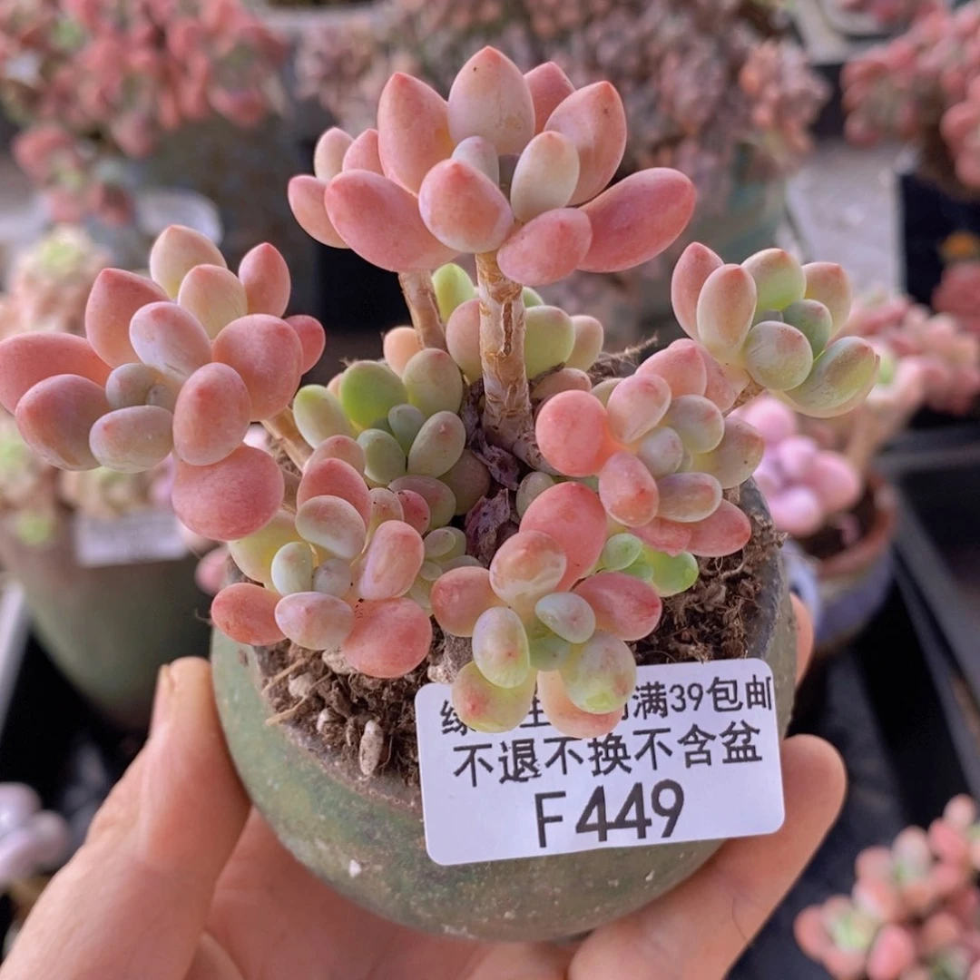 鱼子酱6cm449多肉植物
