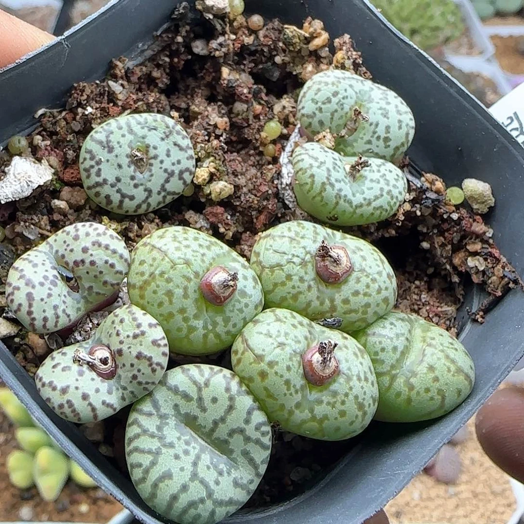 脱土满28包邮25731